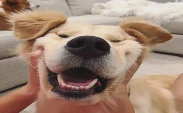 我是开心的作文8篇