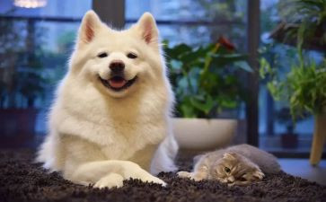 你开心我就开心作文模板6篇