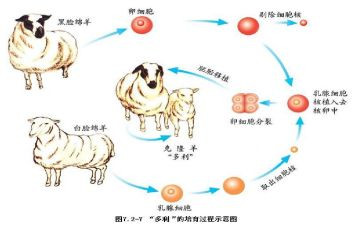 我被克隆了作文300字7篇