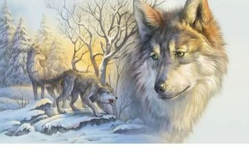 沈石溪狼王梦读后感5篇