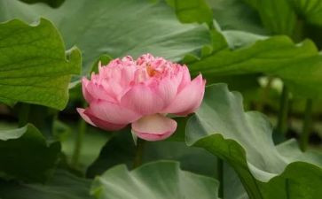 《爱莲说》的读后感7篇