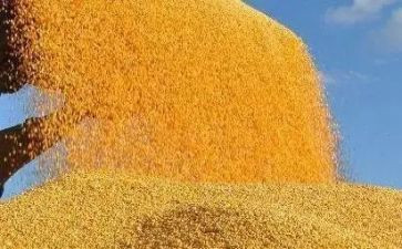 2023粮食宣传周活动总结7篇