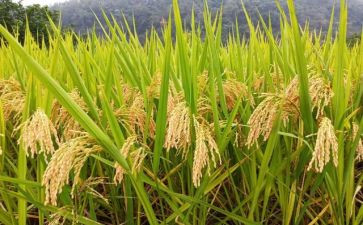 节约粮食中班教案6篇