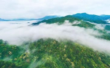 林业调研报告7篇