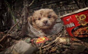 苦儿流浪记,读后感5篇