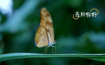 六月份中班工作计划8篇