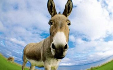 马和驴心得体会作文推荐7篇