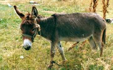 驴绘画教案优秀5篇