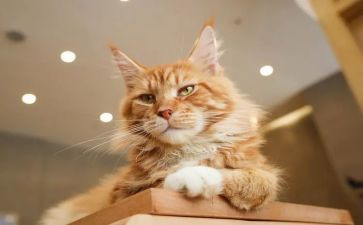 猫和鼠读后感8篇