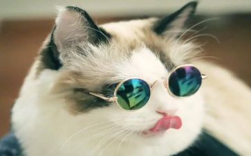 猫的演讲稿100字7篇