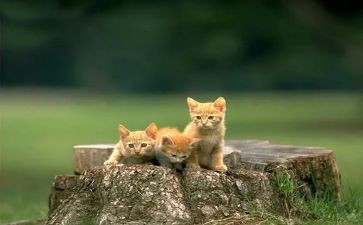 《猫》教案模板8篇