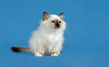 天猫活动策划5篇