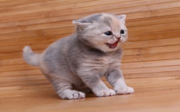 初一《猫》读后感8篇