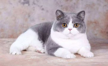 猫市场调研报告总结7篇