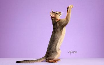 那只小猫作文推荐7篇