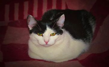 猫的一天的作文模板8篇