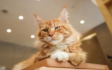 国宝大熊猫的作文5篇