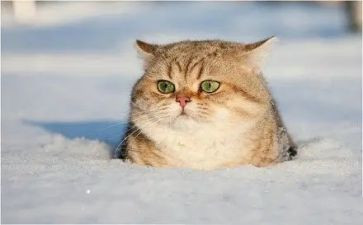 编程猫培训心得体会5篇