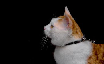我的动物小猫的作文通用5篇