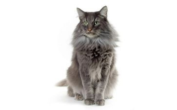 孩子与猫辞职报告6篇