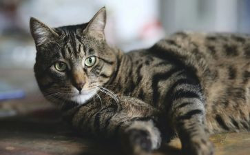 铅笔画猫的教案5篇