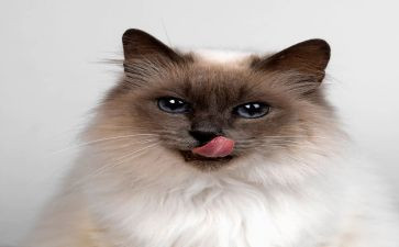 国宝大熊猫的作文最新6篇