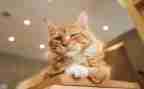 小班音乐《大猫小猫》教案6篇