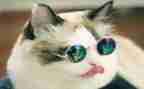 猫的演讲稿100字7篇