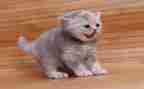 初一《猫》读后感8篇