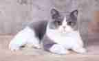 小班科学《猫》教案反思5篇