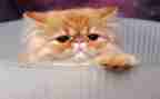 《猫》教案5篇