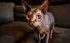 《猫》优秀教案推荐6篇