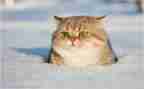 猫的调研报告8篇