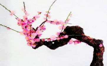 窦桂梅心得体会7篇