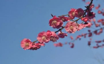 张桂梅老师的先进事迹8篇