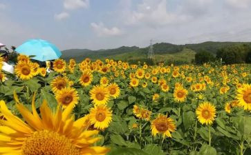 小学六年级美术教学工作总结5篇