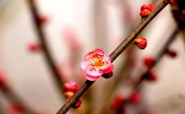 梅花魂,读后感最新7篇
