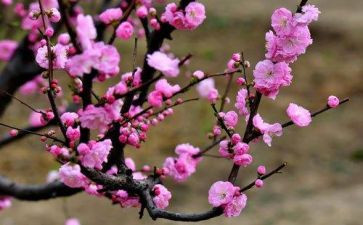 中班《梅花》教案6篇
