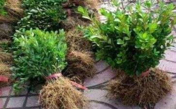 苗木采购及种植合同7篇