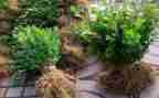 苗木采购及种植合同7篇