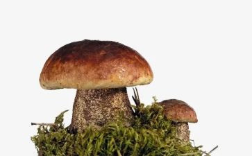 蘑菇钉教案参考5篇
