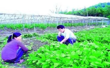 农技站个人总结6篇