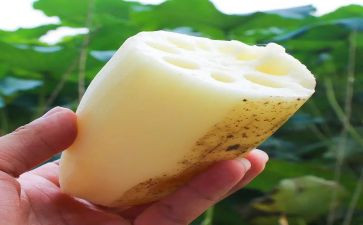 小班藕教案模板8篇