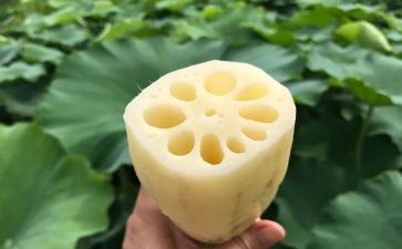 藕的市场调查报告优质5篇