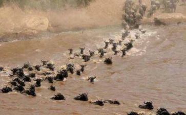 《迁徙的鸟》观后感优质8篇