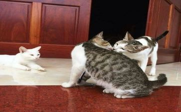 我期待作文300字优秀6篇