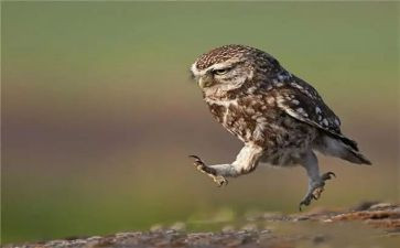 体育趣味活动方案7篇