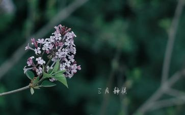 三月茶教案优质8篇