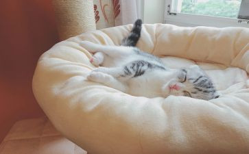 快睡吧,小田鼠教案5篇