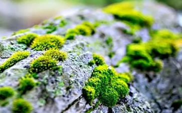 苔的读后感作文300字模板7篇